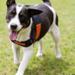 Comfortable Belly Bands for Dogs: Protecting Your Furry Friend