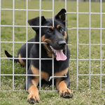 Effective Dog Proof Traps: Protect Your Pets