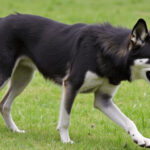 Wolf Dog for Sale: Embrace the Wild in Your Household